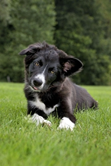 Images Dated 25th July 2010: Dog - Border Collie puppy