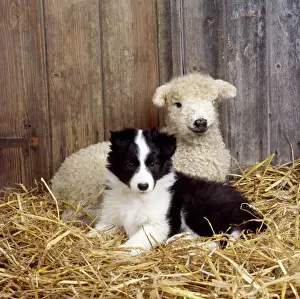Sheep Prints: Dog - Border Collie puppy with lamb