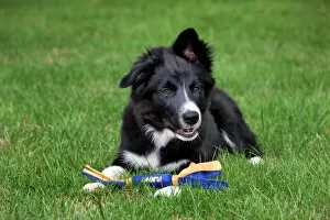 Border Collie Gallery: Dog - Border Collie - puppy lying down with toy