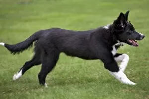 Images Dated 25th July 2010: Dog - Border Collie - puppy running