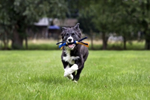 Images Dated 25th July 2010: Dog - Border Collie - puppy running with toy in mouth