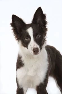 Images Dated 15th April 2020: DOG. Border Collie, puppy studio, white background