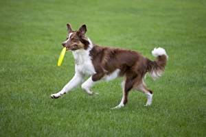 Images Dated 14th August 2011: Dog - Border Collie - with red merle - playing with frisbee