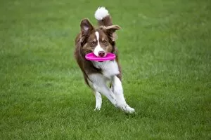 Images Dated 14th August 2011: Dog - Border Collie - with red merle - playing with frisbee