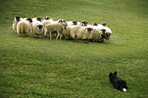 Working Prints: Dog - Border collie rounding up black-faced sheep in field