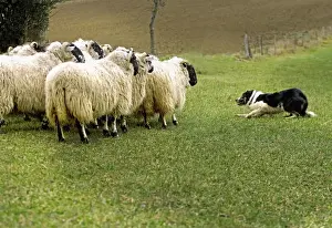 Dog - Border collie rounding up black-faced sheep in field