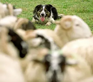Dog - Border collie rounding up black-faced sheep in field