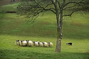 Dog - Border collie rounding up black-faced sheep in field
