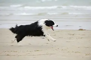 DOG. Border collie running along beach