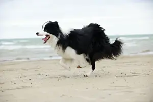 DOG. Border collie running along beach