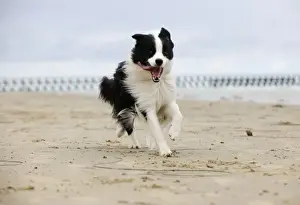 DOG. Border collie running along beach