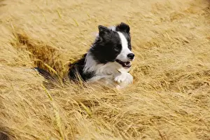 Dog. Border Collie running in field