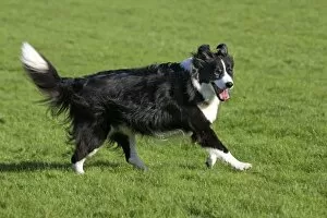 Images Dated 8th November 2009: Dog - Border Collie running in garden