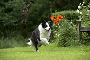 DOG - Border collie running through the garden