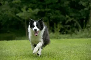 DOG - Border collie running through the garden