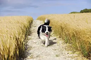 Dog. Border Collie running down path through field