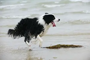 DOG. Border collie running in surf