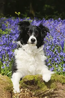DOG. Border collie sitting in bluebells