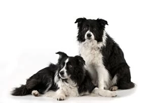 Images Dated 14th December 2012: DOG - Border collie sitting with border collie laying down