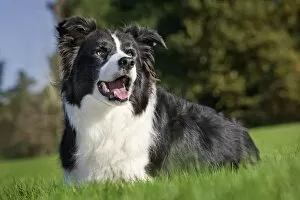 Images Dated 8th November 2009: Dog - Border Collie sitting down in garden