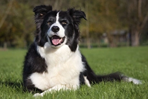 Images Dated 8th November 2009: Dog - Border Collie sitting down in garden