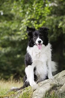 Images Dated 25th July 2009: Dog. Border Collie sitting by tree
