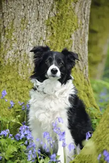 Woods Prints: DOG. Border collie sitting in front of tree