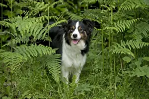Bracken Prints: DOG - Border collie standing in bracken