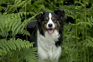 Bracken Prints: DOG - Border collie standing in bracken