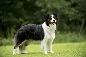DOG - Border collie standing in the garden