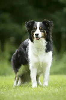 Stand Prints: DOG - Border collie standing in the garden