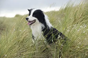 DOG. Border collie standing in sand dunes