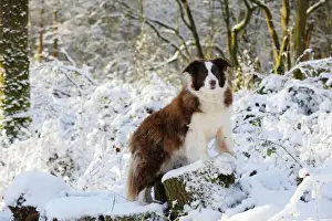 Collie Prints: DOG. Border collie standing on snow covered tree stump