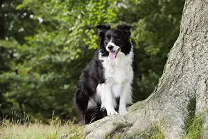 Dog. Border Collie standing by tree