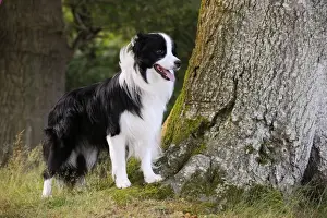 Dog. Border Collie standing by tree