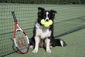 Dog - Border collie with tennis balls on court