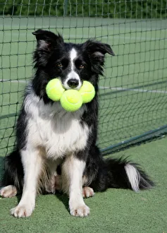 Dog - Border collie with tennis balls on court