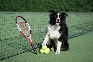 Sport Prints: Dog - Border collie with tennis balls on court