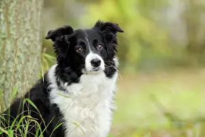Collie Prints: DOG. Border collie in front of tree