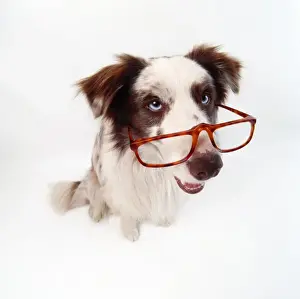 Intelligence Prints: Dog - Border Collie - wearing glasses