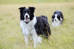 Images Dated 25th July 2009: Dog. Border Collies in field