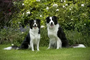 DOG - Border collies sitting in the garden