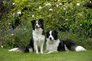 DOG - Border collies sitting in the garden
