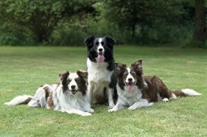 DOG - three Border Collies, one sitting, two lying down on lawn