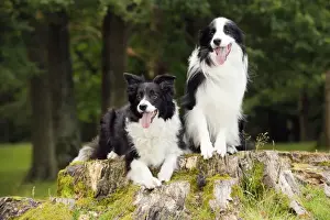 Dog. Border Collies sitting on tree stump