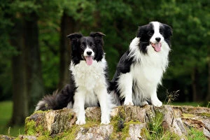 Herd Breeds Collection: Dog. Border Collies sitting on tree stump