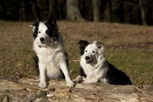 Images Dated 9th December 2011: DOG - Border collies standing on a log next to each other