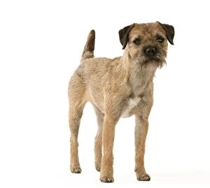 Images Dated 22nd October 2011: Dog - Border Terrier