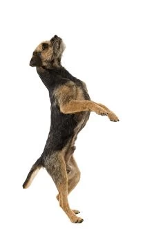 Images Dated 22nd October 2011: Dog - Border Terrier - on hind legs