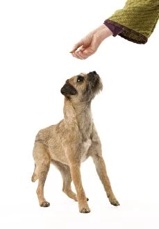 Images Dated 22nd October 2011: Dog - Border Terrier - being offered biscuit by owner